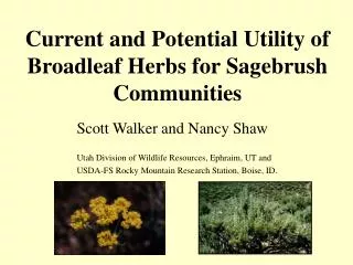 Current and Potential Utility of Broadleaf Herbs for Sagebrush Communities
