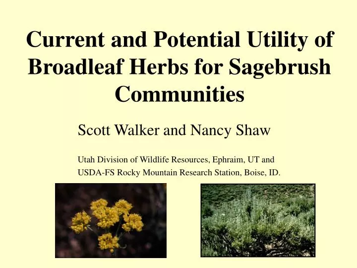 current and potential utility of broadleaf herbs for sagebrush communities