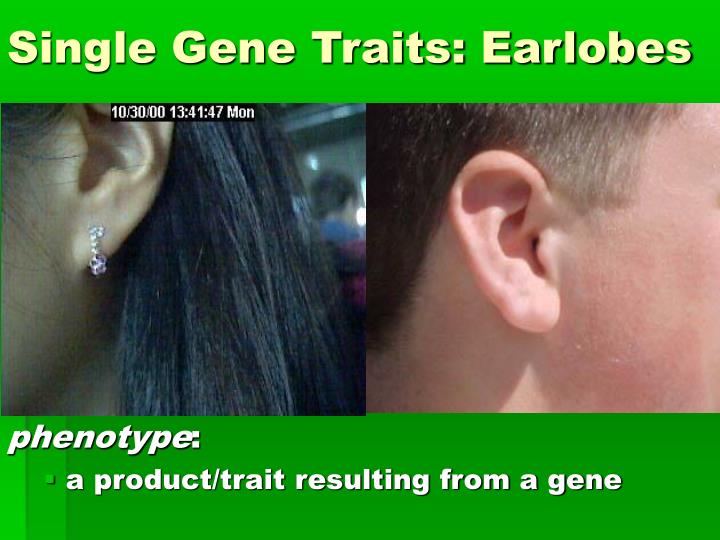 single gene traits earlobes