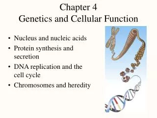 Chapter 4 Genetics and Cellular Function