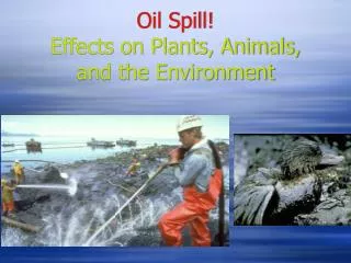 Oil Spill! Effects on Plants, Animals, and the Environment