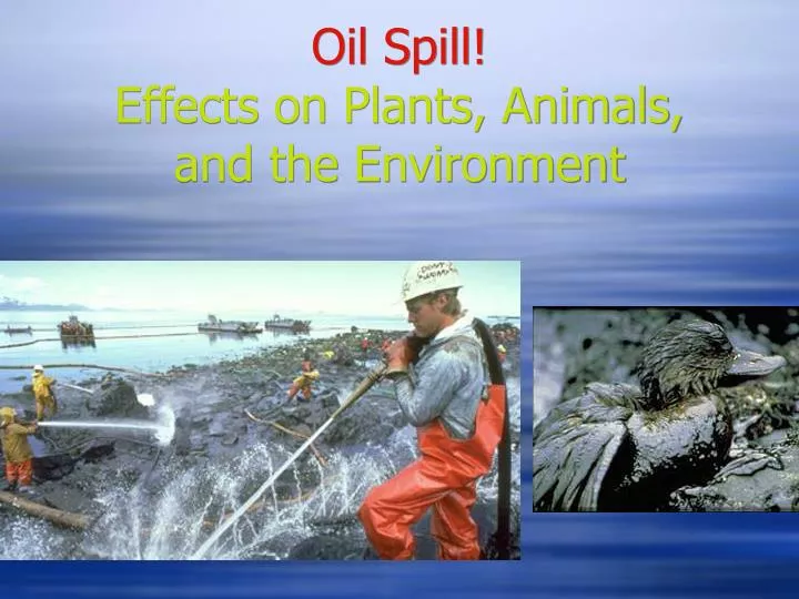 oil spill effects on plants animals and the environment