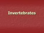 Invertebrates - slide 1
