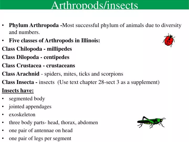 arthropods insects