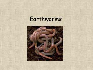 earthworms