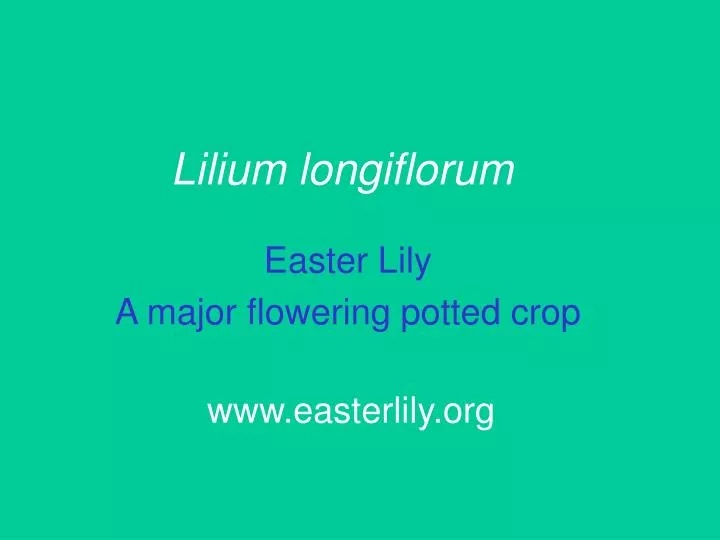 lilium longiflorum