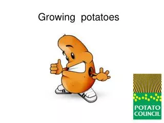 Growing potatoes