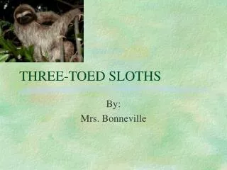 THREE-TOED SLOTHS