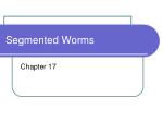 Segmented Worms - slide 1