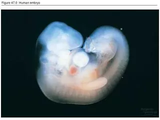 Figure 47.0 Human embryo