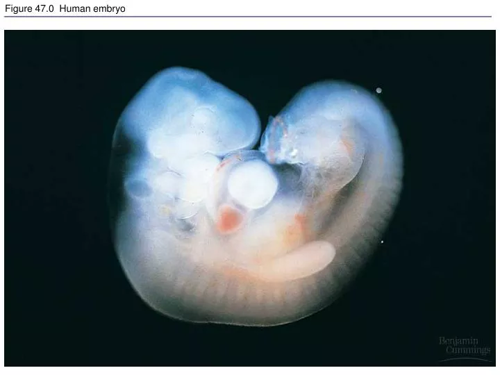 figure 47 0 human embryo