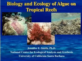 Biology and Ecology of Algae on Tropical Reefs