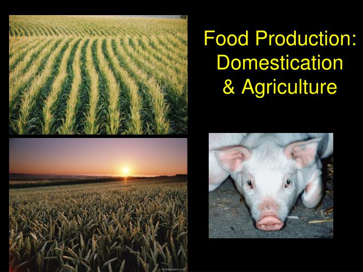 food production domestication agriculture