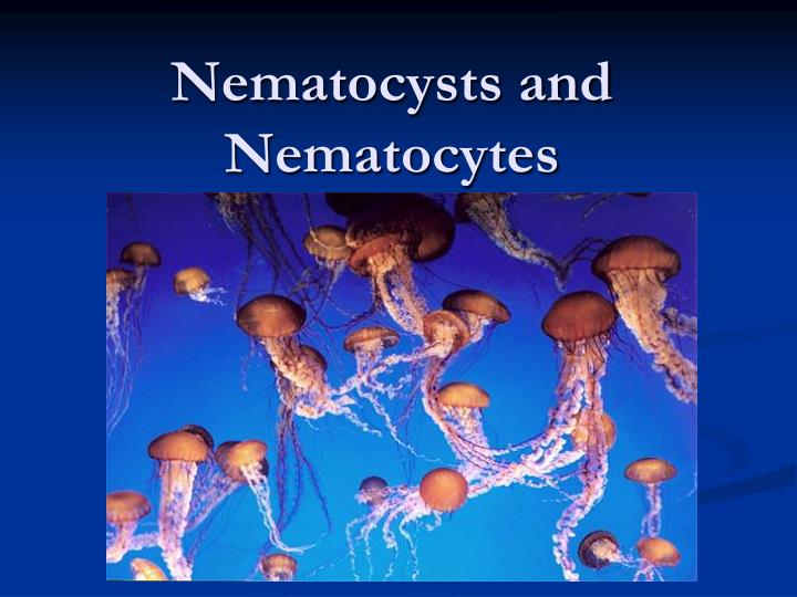 nematocysts and nematocytes