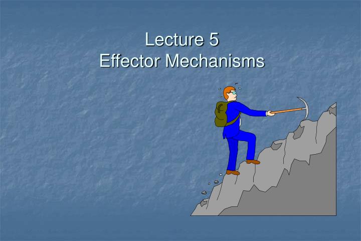 lecture 5 effector mechanisms