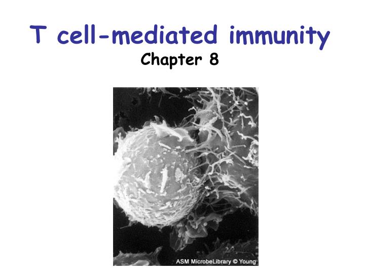 t cell mediated immunity chapter 8