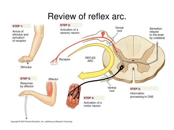 review of reflex arc