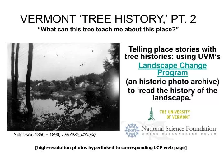 vermont tree history pt 2 what can this tree teach me about this place