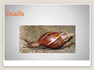 Snails