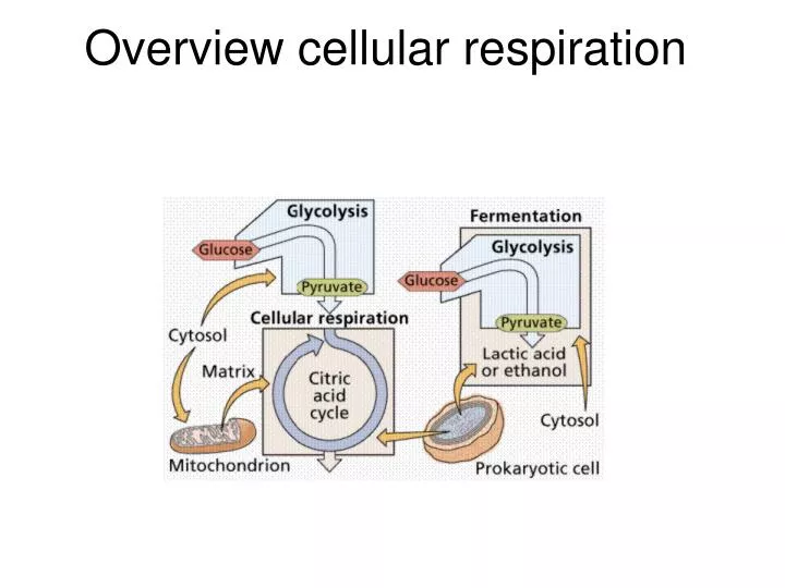 overview cellular respiration