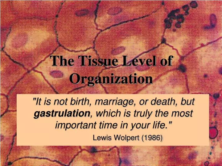 the tissue level of organization