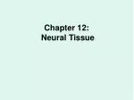 Chapter 12: Neural Tissue - slide 1