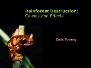 Rainforest Destruction : Causes and Effects