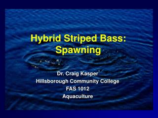 Hybrid Striped Bass: Spawning