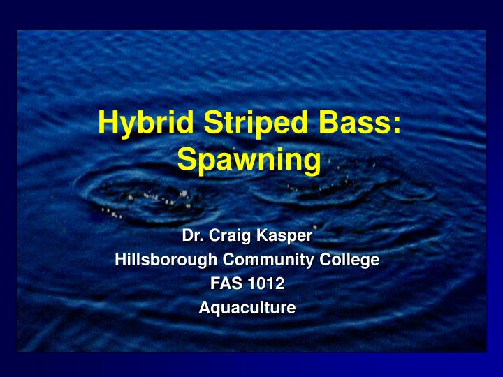 hybrid striped bass spawning