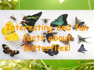 Interesting and fun facts about butterflies!