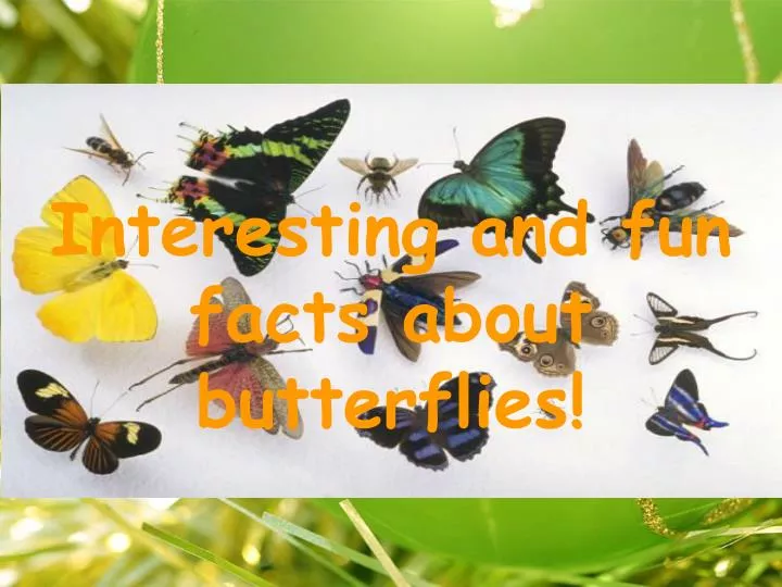 interesting and fun facts about butterflies