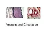 Vessels and Circulation - slide 1