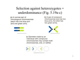 Selection against heterozygotes = underdominance (Fig. 5.19a-c)