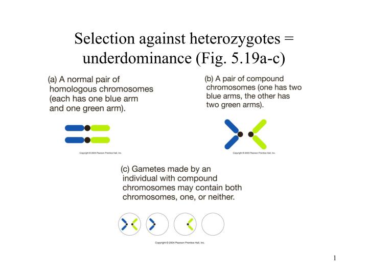 selection against heterozygotes underdominance fig 5 19a c