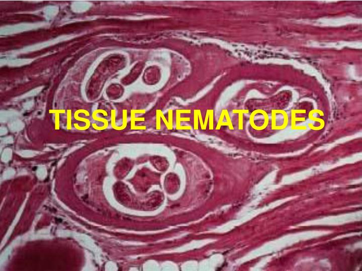tissue nematodes
