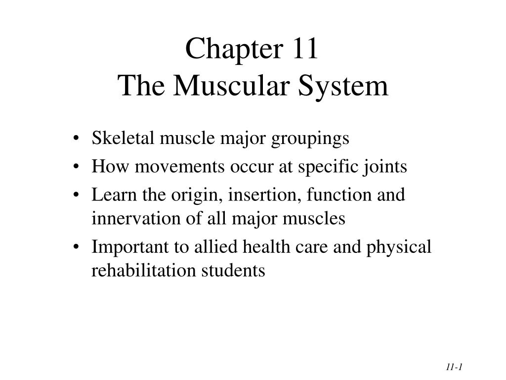 PPT - Chapter 11 The Muscular System PowerPoint Presentation, free ...