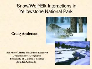 Snow/Wolf/Elk Interactions in Yellowstone National Park