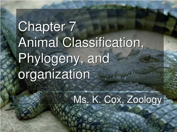 chapter 7 animal classification phylogeny and organization