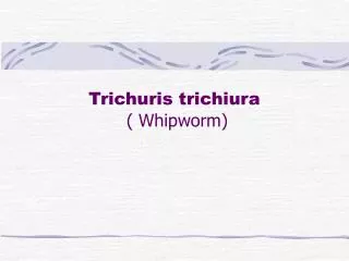 Trichuris trichiura ( Whipworm)