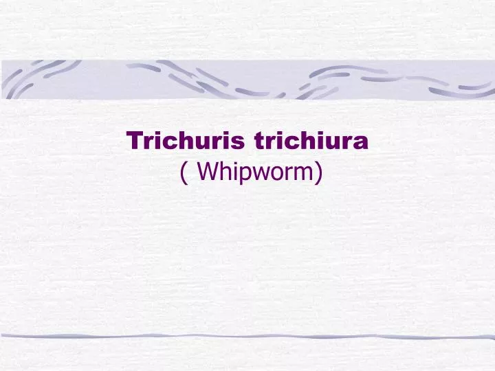 trichuris trichiura whipworm