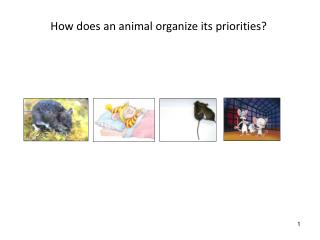 How does an animal organize its priorities?