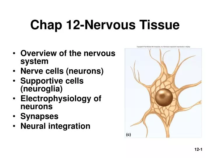 chap 12 nervous tissue