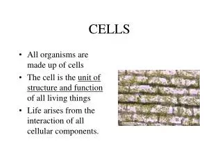 CELLS