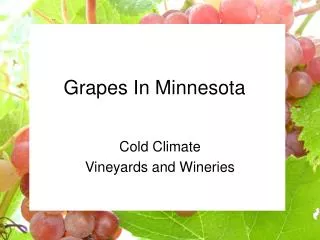 Grapes In Minnesota