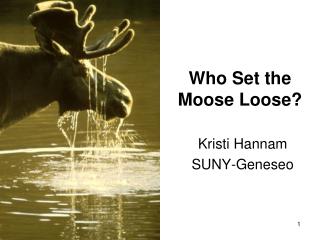Who Set the Moose Loose?