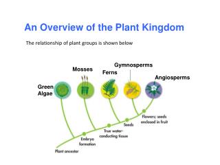 An Overview of the Plant Kingdom