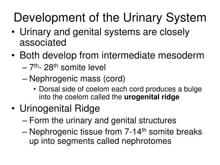 development of the urinary system