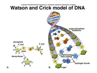 DNA: Structure and Function