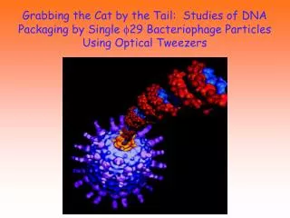 Grabbing the Cat by the Tail: Studies of DNA Packaging by Single f 29 Bacteriophage Particles Using Optical Tweezers
