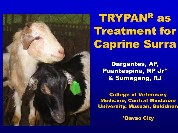 trypan r as treatment for caprine surra